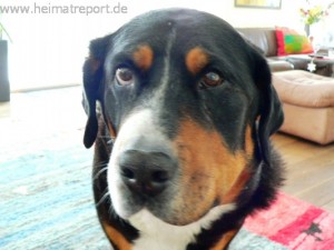 Großer Schweizer Sennenhund Minuten vor der Einschläferung
