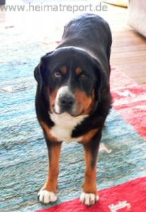 Großer Schweizer Sennenhund-tot-