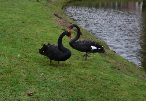 schwan1 schwan1