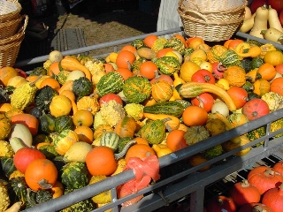 Bauernmarkt in Erle