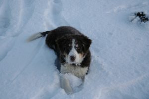 hund