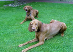 Magyar Vizsla