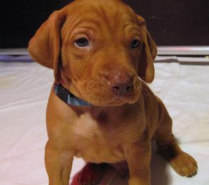 Magyar Vizsla Welpe
