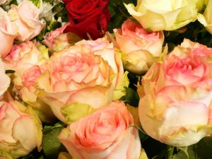 Trendblumen Trendblumen