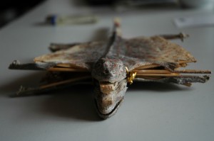 Gecko2