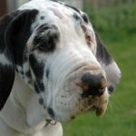 Doggen2